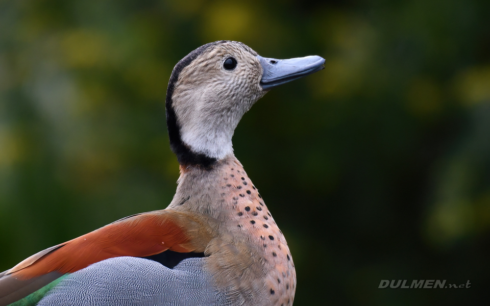 Ringed teal (Callonetta leucophrys)
